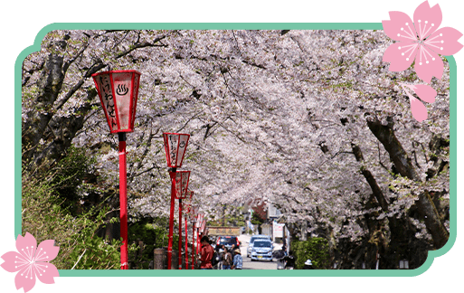 写真：岳温泉の桜坂